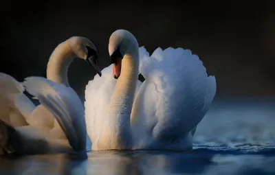 Бесплатное изображение: Лебедь, красивые, Обои