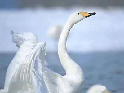 из жизни пернатых 5 - белые лебеди в дикой природе :: Александр Прокудин –  Социальная сеть ФотоКто