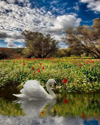 Лебеди в природе и искусстве
