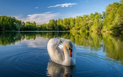 Фото Белый лебедь в воде на фоне природы