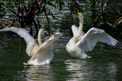 Лебеди Птицы Озеро - Бесплатное фото на Pixabay - Pixabay