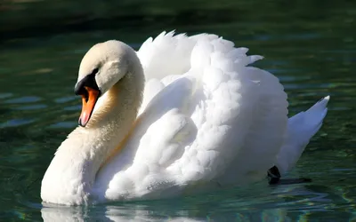 Изящный Белый Лебедь Плавающий В Озере Лебеди В Дикой Природе Портрет  Белого Лебедя Плавающего На Озере — стоковые фотографии и другие картинки  Белый - iStock