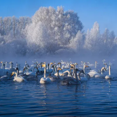 Красивые лебеди на озере (59 фото) - 59 фото