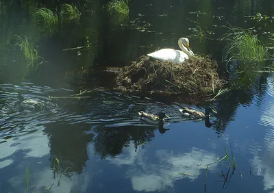 Красивые белые лебеди, купающиеся в озере, лебеди в дикой природе Стоковое  Фото - изображение насчитывающей клюв, одиночно: 165864240