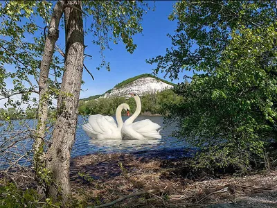 Белые лебеди на природе резервуара Стоковое Фото - изображение  насчитывающей озеро, ландшафт: 151947032