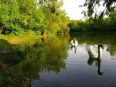 Бесплатное изображение: лебедь, любопытно, крупным планом, белый, птица  семья, птица, вода, водные птицы, отражение, природа
