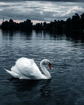 Белые Лебеди Воде Дикие Красивые Птицы Лебеди Природе стоковое фото ©xload  268692380