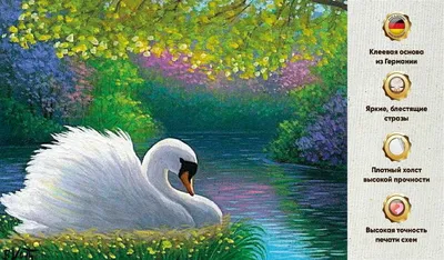 спаривание игры пары белых лебедей. лебеди, купающиеся на природе.  латинское имя Cygnus Olor. Стоковое Фото - изображение насчитывающей  ангстрома, грациозно: 217821590
