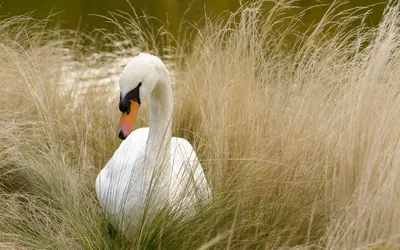 Картинки лебеди в природе (68 фото) » Картинки и статусы про окружающий мир  вокруг