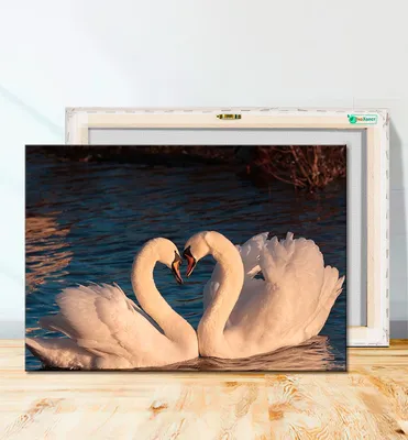 Бесплатное изображение: лебедь, величавый, благодать, птица, впечатляющие,  идиллический, пейзаж, дикая природа, озеро, отражение