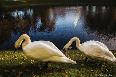 Лебедяные лебеди в пруду стоковое изображение. изображение насчитывающей  зеленый - 229696305