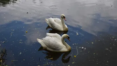 Лебеди на пруду, аппликация из кожи» — создано в Шедевруме