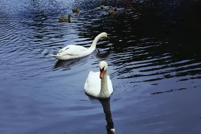 На пруду красота: лебеди, лилии, цапли, утки. | Можга - Онлайн Камеры /  Новости / Объявления