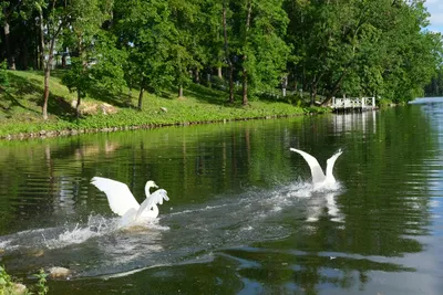 Лебеди на пруду в осеннем парке | Премиум Фото