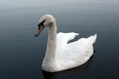 Белый лебедь на пруду...