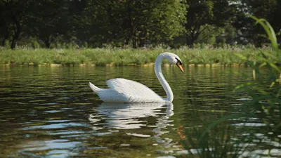 Лебеди на Келарском пруду