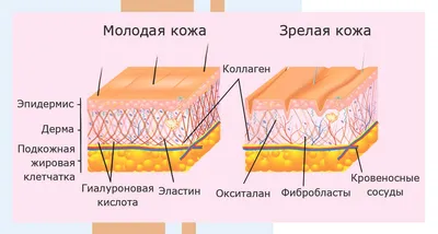 Растяжение / разрыв связок лучезапястного сустава – Симптомы и лечение  растяжений, тейпирование – Травматология НКЦ №2 (ЦКБ РАН)