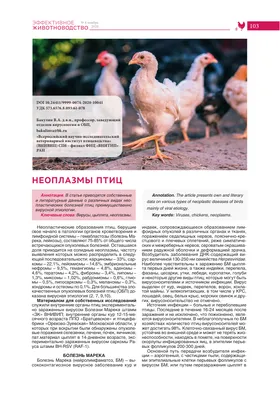 Ну, понеслась: в РФ вывели кур, дающих яйца для производства вакцин |  Статьи | Известия