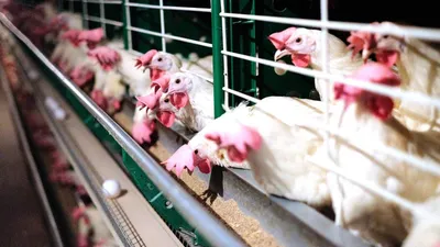 В Ростовской области проходят массовые ветеринарные обработки  сельхозживотных и птицы | Agroday.RU
