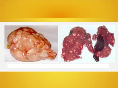 Новая порода кур неуязвима для лейкоза – опаснейшей болезни для сектора  птицеводства - Рамблер/новости