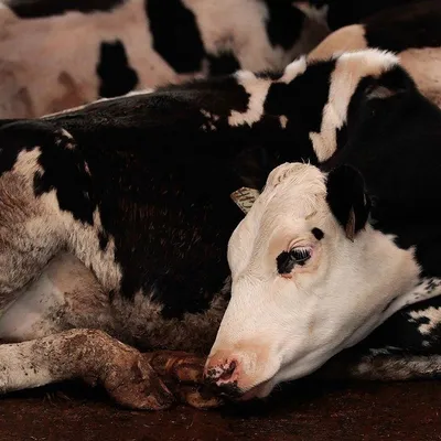 В Югре обследовано на лейкоз 297 голов коров | ЗДОРОВЬЕ | АиФ Югра