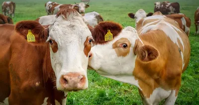 В Тюменской области обнаружили лейкоз у коров: могут ли мясо и молоко с  вирусом попасть на прилавки? - KP.RU