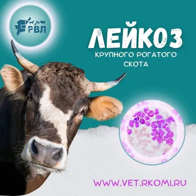 Сколько коров в России болеют лейкозом и насколько опасно их молоко для  здоровья человека | Ветеринария и жизнь