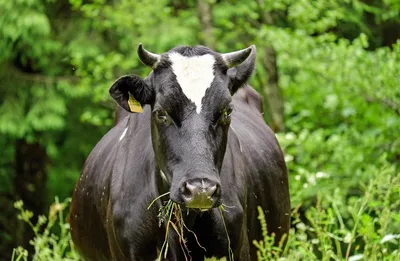 Информация по лейкозу крупного рогатого скота