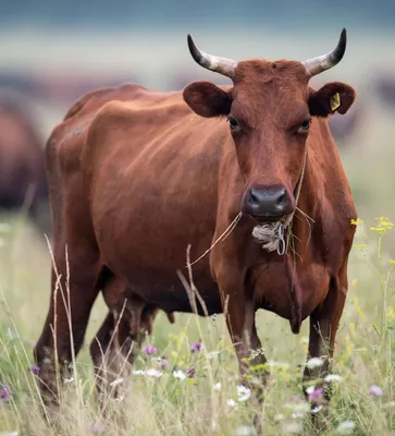 Новые правила борьбы с лейкозом у коров вступят в силу с сентября