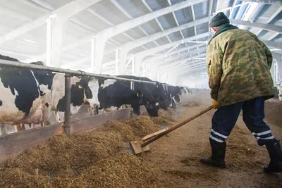 В Югре за месяц обследовали на вирус лейкоза 526 коров и быков - Новостной  портал UGRA-NEWS.RU