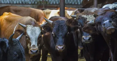 В Ростовской области лейкоз обнаружили у 15 тысяч коров — Перекресток