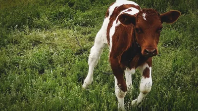Российские учёные научились определять лейкоз у коров — Ferra.ru