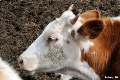 Лейкоз крупного рогатого скота | Администрация Муниципального образования  поселка Боровский