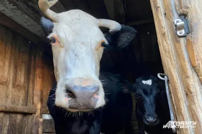 Угрожает ли лейкоз коров человеку?