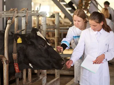 Эксперт рассказал, заразен ли лейкоз у коров | Крестьянская жизнь | Дзен