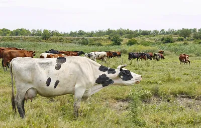 Лейкоз крупного рогатого скота зарегистрировали в Пичаевском районе |  Пичаевский вестник
