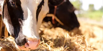 Правила по профилактике и борьбе с лейкозом крупного рогатого скота: МО ГО  Сызрань
