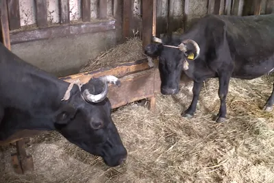 Памятка по лейкозу крупного рогатого скота — Управление ветеринарии  Ростовской области