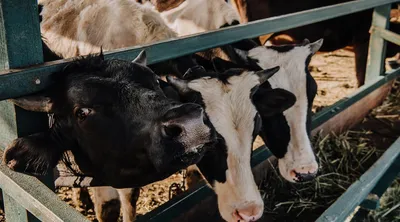 В Омской области снова выявили опасную инфекцию — лейкоз крупного рогатого  скота | 12 канал