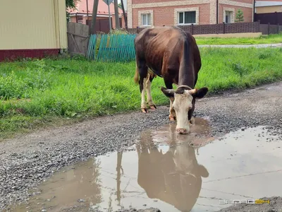 Ветеринары предупреждают: Не покупайте молоко с рук, в Тайшетском районе  выявлено много случае лейкоза у коров | 16.12.2021 | Новости Тайшета -  БезФормата