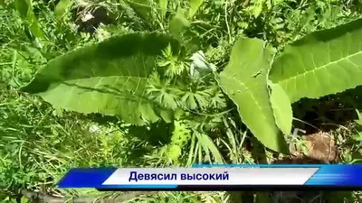 Травы Кавказа - YouTube