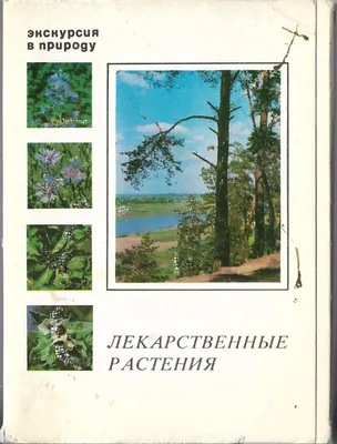 Лекарственные растения Рязанской области (Много фото) - treepics.ru