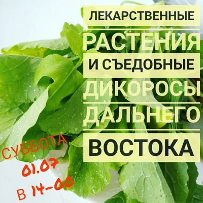 Растения дальнего Востока (Множество фото!) - treepics.ru