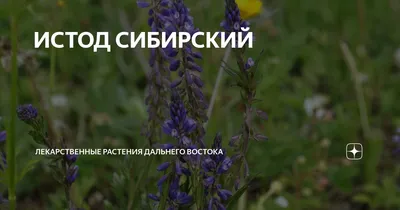 Растения дальнего Востока (Множество фото!) - treepics.ru
