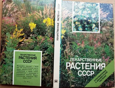 Кровохлебка лекарственная: лечебные свойства, противопоказания, применение,  отзывы врачей