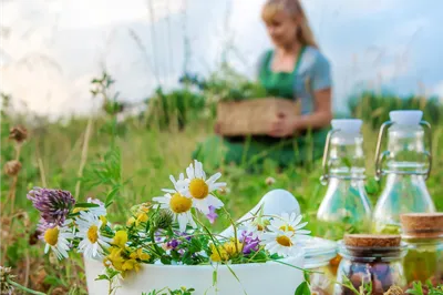 Лекарственные растения на даче (6 лекарственных растений, которые легко  заготовить самостоятельно) | Советы от Светы | Дзен