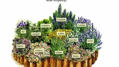 Лекарственные растения на даче и вокруг нас | Цицилин Андрей Николаевич -  купить на OZON | Лекарственные растения, Целебные травы, Репродуктивная  система