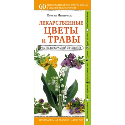 Лекарственные растения на даче (6 лекарственных растений, которые легко  заготовить самостоятельно) | Советы от Светы | Дзен