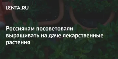 Семена лекарственных трав и растений купить в Украине по выгодной цене |  Веснодар