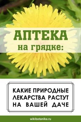 Кто выращивает редкие кулинарные травы в Подмосковье — Сноб